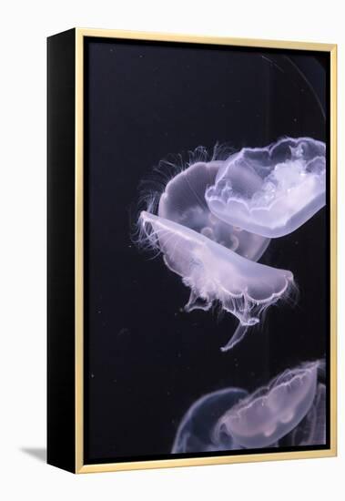 Moon Jellyfish, Aurelia Aurita-steffstarr-Framed Premier Image Canvas