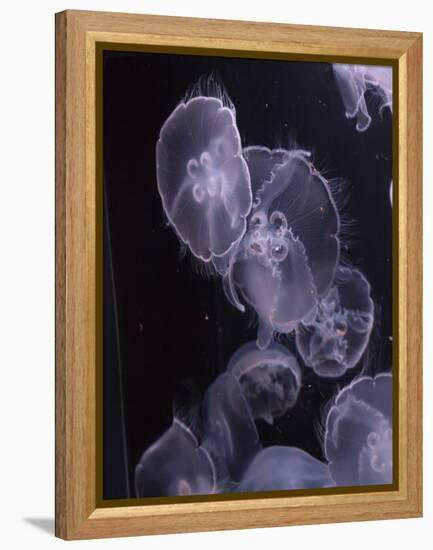 Moon Jellyfish, Aurelia Aurita-steffstarr-Framed Premier Image Canvas