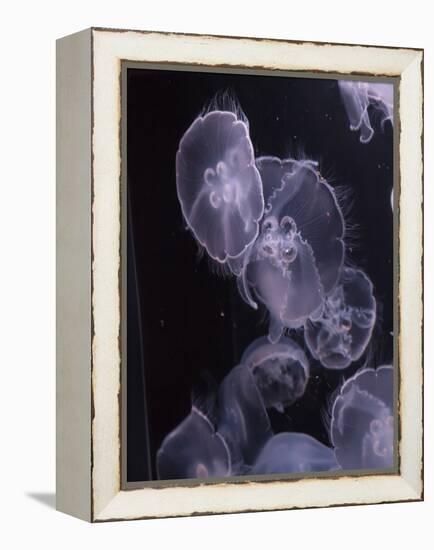 Moon Jellyfish, Aurelia Aurita-steffstarr-Framed Premier Image Canvas