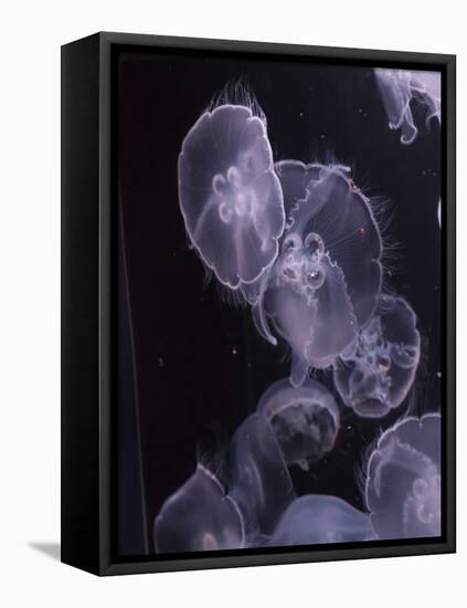 Moon Jellyfish, Aurelia Aurita-steffstarr-Framed Premier Image Canvas