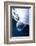 Moon Jellyfish (Aurelia Aurita).-Stephen Frink-Framed Photographic Print