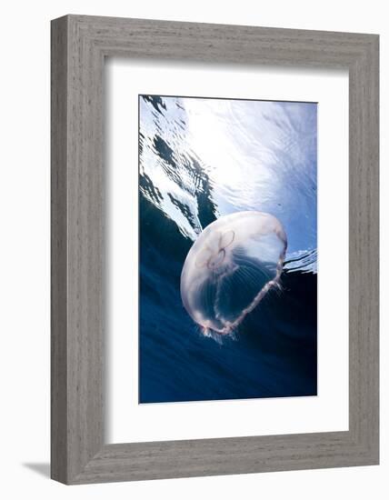 Moon Jellyfish (Aurelia Aurita).-Stephen Frink-Framed Photographic Print