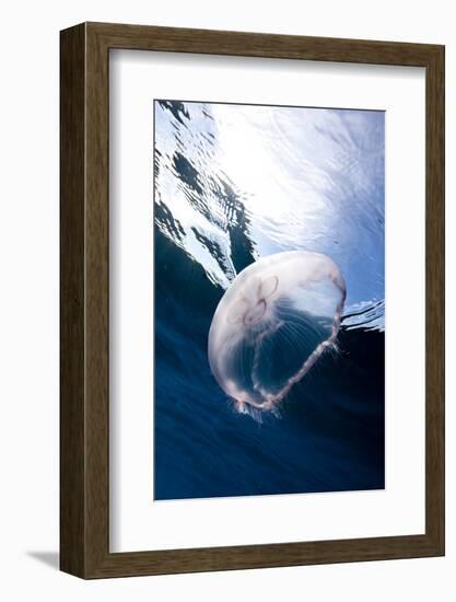 Moon Jellyfish (Aurelia Aurita).-Stephen Frink-Framed Photographic Print