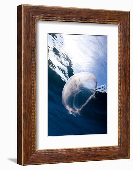 Moon Jellyfish (Aurelia Aurita).-Stephen Frink-Framed Photographic Print