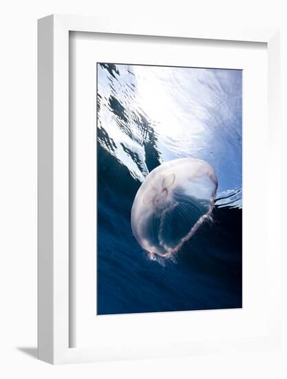 Moon Jellyfish (Aurelia Aurita).-Stephen Frink-Framed Photographic Print