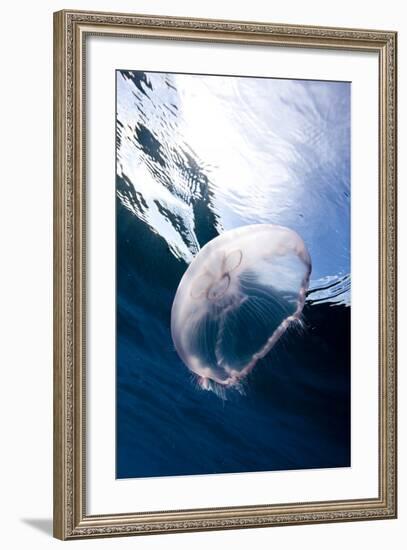 Moon Jellyfish (Aurelia Aurita).-Stephen Frink-Framed Photographic Print