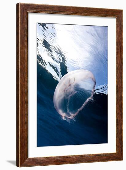 Moon Jellyfish (Aurelia Aurita).-Stephen Frink-Framed Photographic Print