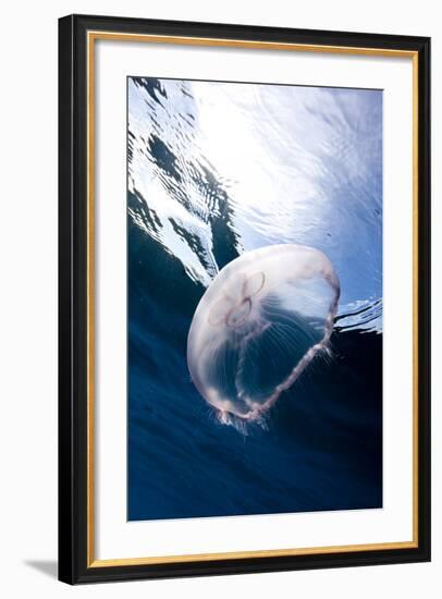 Moon Jellyfish (Aurelia Aurita).-Stephen Frink-Framed Photographic Print