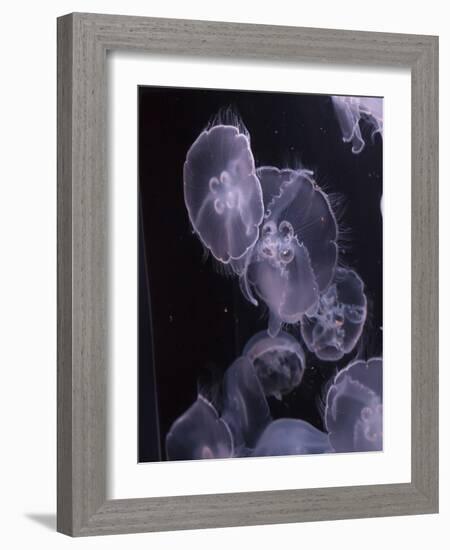 Moon Jellyfish, Aurelia Aurita-steffstarr-Framed Photographic Print