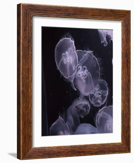 Moon Jellyfish, Aurelia Aurita-steffstarr-Framed Photographic Print