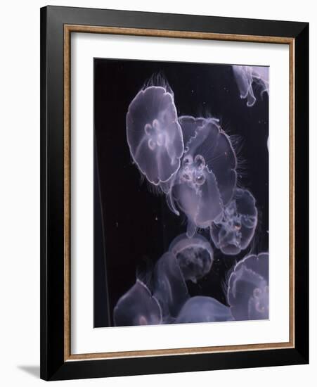 Moon Jellyfish, Aurelia Aurita-steffstarr-Framed Photographic Print