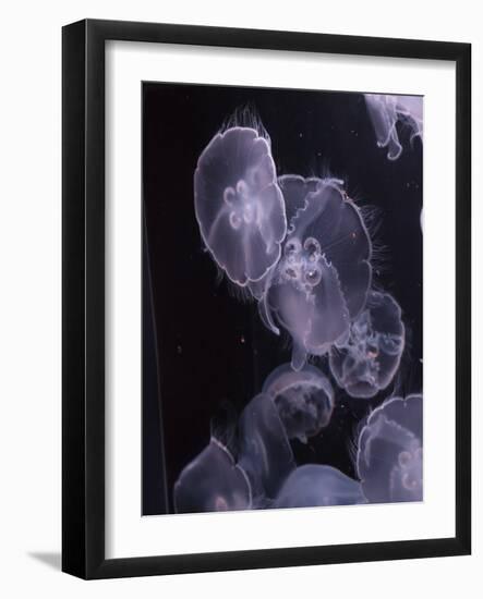 Moon Jellyfish, Aurelia Aurita-steffstarr-Framed Photographic Print