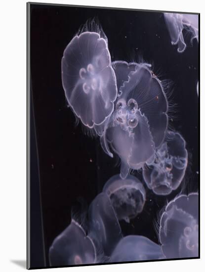 Moon Jellyfish, Aurelia Aurita-steffstarr-Mounted Photographic Print