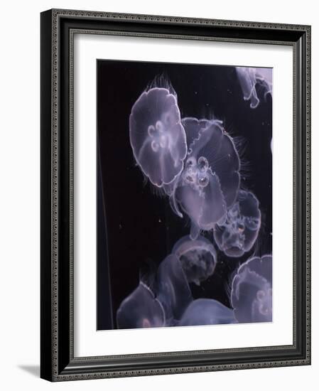 Moon Jellyfish, Aurelia Aurita-steffstarr-Framed Photographic Print