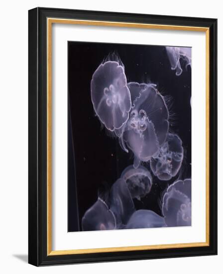 Moon Jellyfish, Aurelia Aurita-steffstarr-Framed Photographic Print