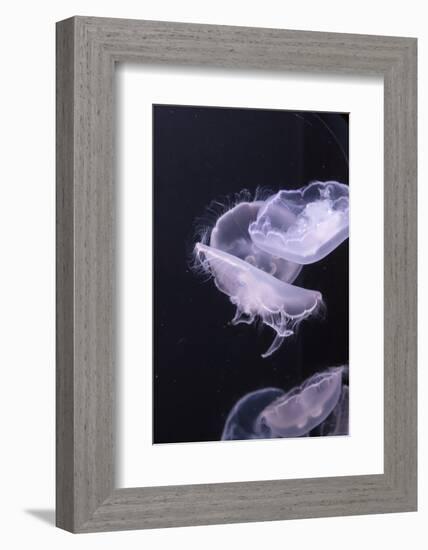 Moon Jellyfish, Aurelia Aurita-steffstarr-Framed Photographic Print