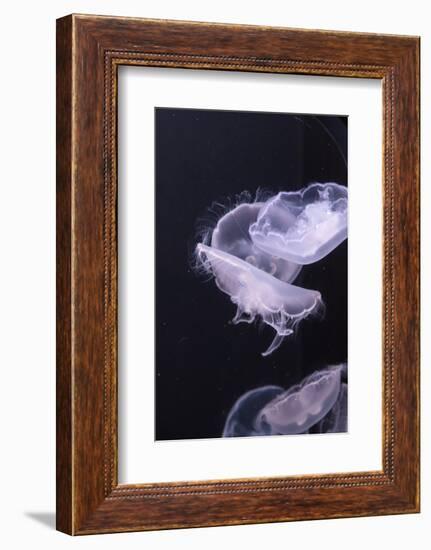 Moon Jellyfish, Aurelia Aurita-steffstarr-Framed Photographic Print