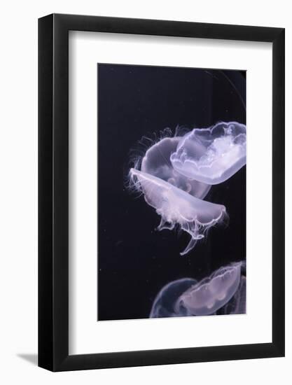 Moon Jellyfish, Aurelia Aurita-steffstarr-Framed Photographic Print