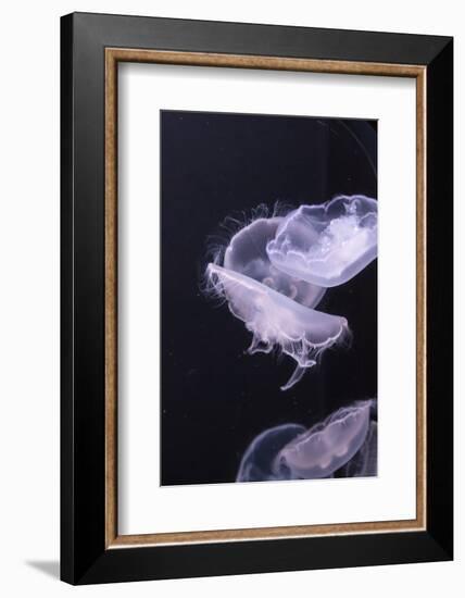 Moon Jellyfish, Aurelia Aurita-steffstarr-Framed Photographic Print