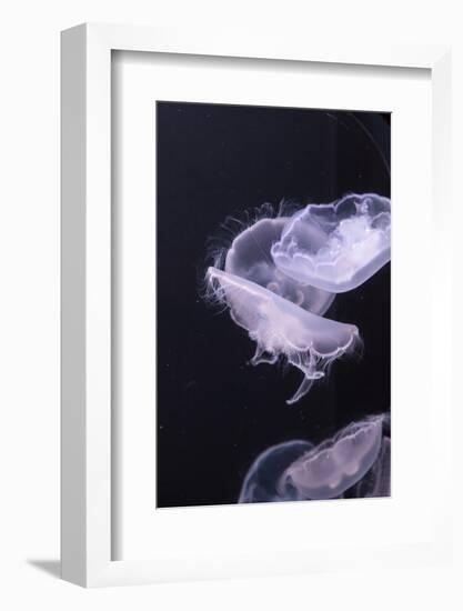 Moon Jellyfish, Aurelia Aurita-steffstarr-Framed Photographic Print