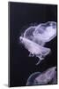 Moon Jellyfish, Aurelia Aurita-steffstarr-Mounted Photographic Print