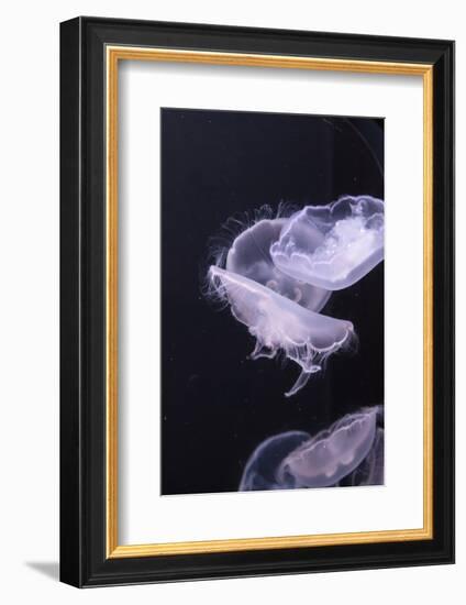 Moon Jellyfish, Aurelia Aurita-steffstarr-Framed Photographic Print