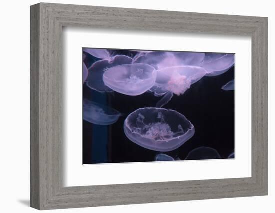 Moon Jellyfish, Aurelia Aurita-steffstarr-Framed Photographic Print