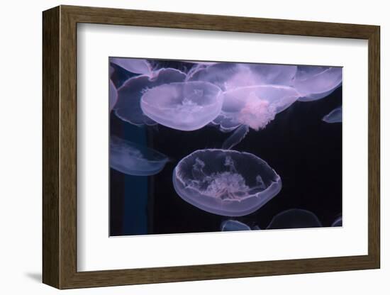 Moon Jellyfish, Aurelia Aurita-steffstarr-Framed Photographic Print