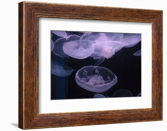 Moon Jellyfish, Aurelia Aurita-steffstarr-Framed Photographic Print