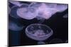 Moon Jellyfish, Aurelia Aurita-steffstarr-Mounted Photographic Print