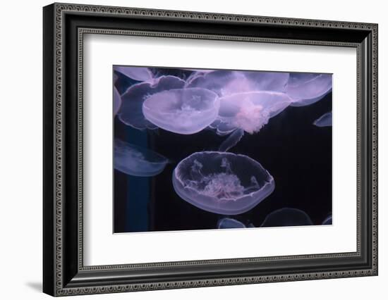 Moon Jellyfish, Aurelia Aurita-steffstarr-Framed Photographic Print