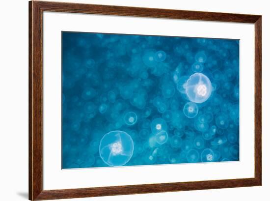Moon jellyfish bloom (Aurelia aurita), Prince William Sound, Alaska, United States of America, Nort-Ashley Morgan-Framed Photographic Print