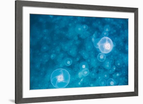 Moon jellyfish bloom (Aurelia aurita), Prince William Sound, Alaska, United States of America, Nort-Ashley Morgan-Framed Photographic Print