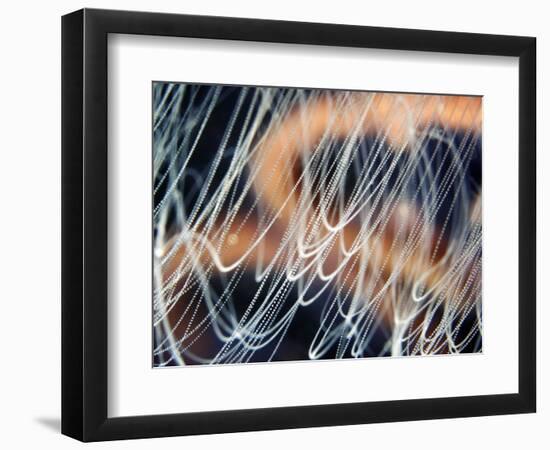 Moon Jellyfish Tentacles-Alexander Semenov-Framed Premium Photographic Print