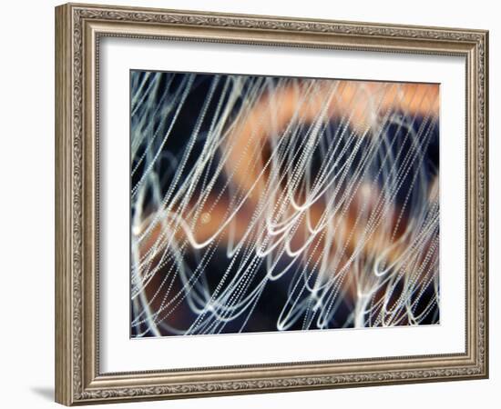 Moon Jellyfish Tentacles-Alexander Semenov-Framed Photographic Print