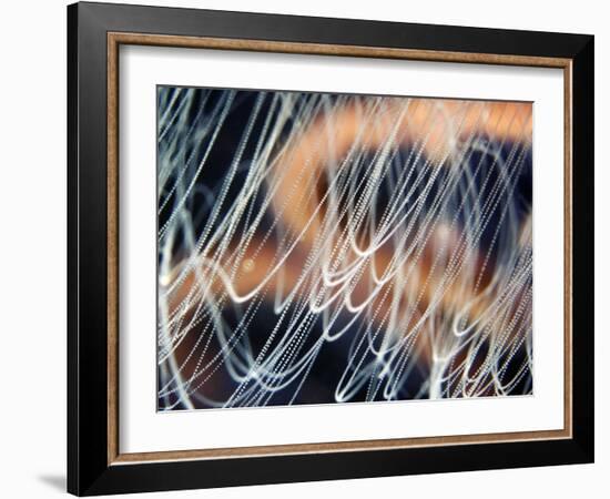 Moon Jellyfish Tentacles-Alexander Semenov-Framed Photographic Print