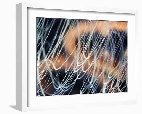 Moon Jellyfish Tentacles-Alexander Semenov-Framed Photographic Print