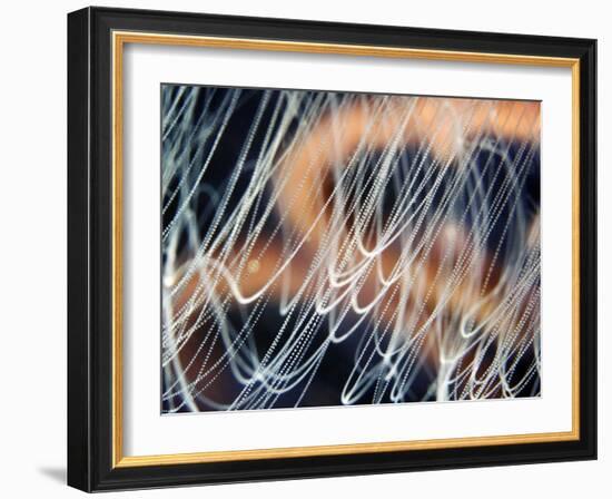 Moon Jellyfish Tentacles-Alexander Semenov-Framed Photographic Print