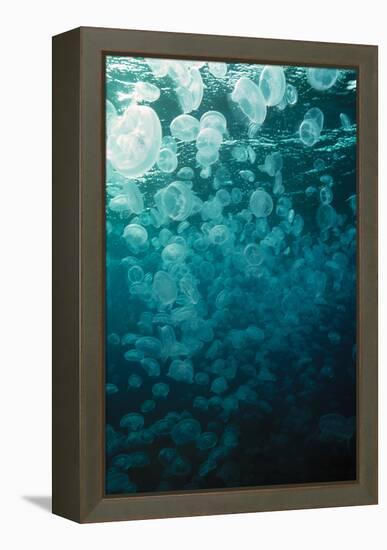 Moon Jellyfish-Peter Scoones-Framed Premier Image Canvas