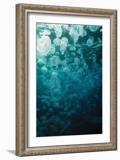 Moon Jellyfish-Peter Scoones-Framed Photographic Print