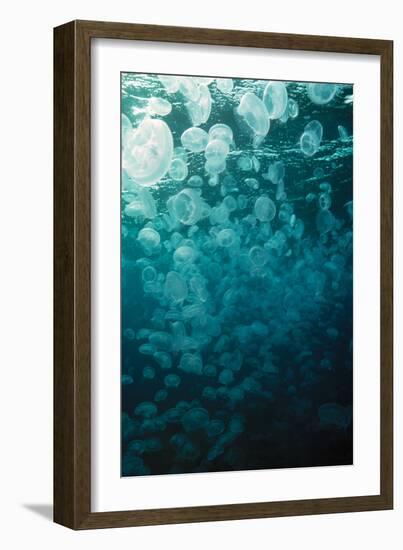 Moon Jellyfish-Peter Scoones-Framed Photographic Print