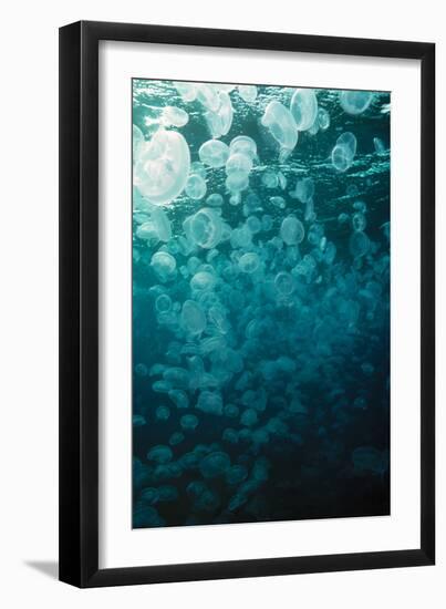 Moon Jellyfish-Peter Scoones-Framed Photographic Print