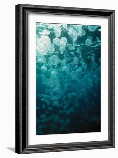 Moon Jellyfish-Peter Scoones-Framed Photographic Print