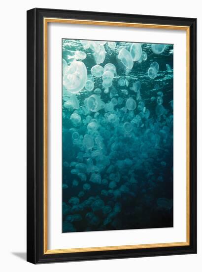 Moon Jellyfish-Peter Scoones-Framed Photographic Print