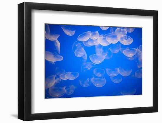 Moon Jellyfish-Richard T. Nowitz-Framed Photographic Print