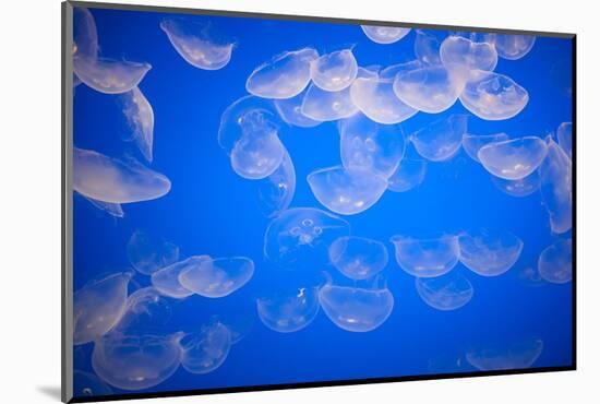 Moon Jellyfish-Richard T. Nowitz-Mounted Photographic Print