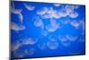 Moon Jellyfish-Richard T. Nowitz-Mounted Photographic Print