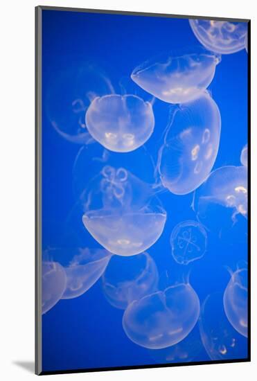 Moon Jellyfish-Richard T. Nowitz-Mounted Photographic Print