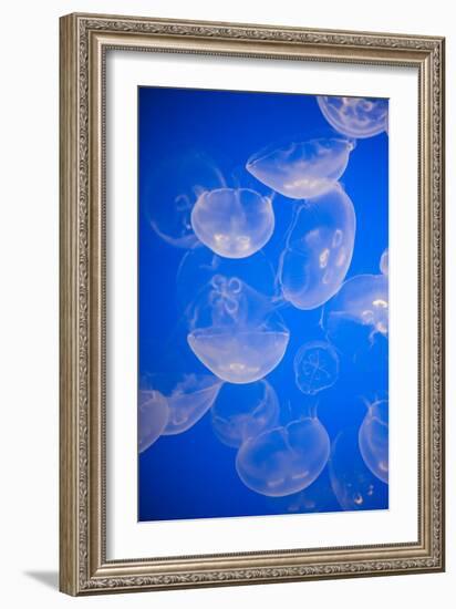 Moon Jellyfish-Richard T. Nowitz-Framed Photographic Print