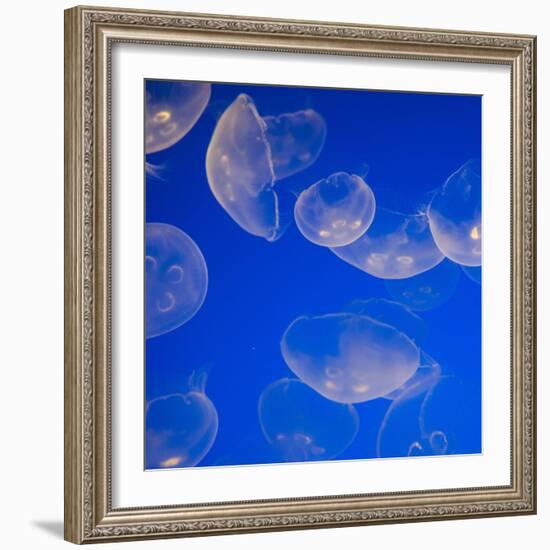 Moon Jellyfish-Richard T. Nowitz-Framed Photographic Print